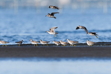 キアシシギの群れ(Grey-tailed Tattler)