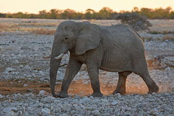 Afrikanischer Elefant (loxodonta africana) am Wasserloch Okaukuejo im Etosha Nationalpark in Namibia