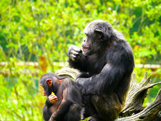 Chimpanzé
