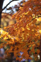 紅葉