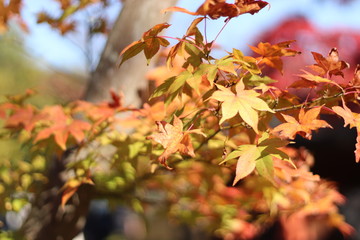 紅葉