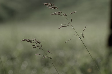 close up of spikes of grass on natural background