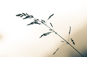 close up of spikes of grass on natural background