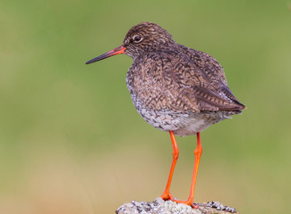 Vogel (Rotschenkel) auf Pfosten