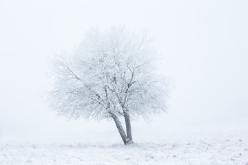 Fototapeta na wymiar Alone winter tree in fog