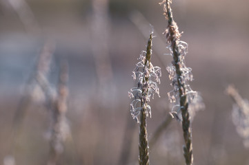 close up of spikes of grass on natural background