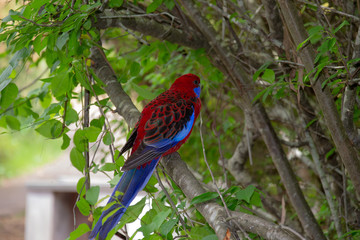 Crimson Rosella on branch