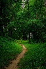 Fototapeta na wymiar Dirt path in rain forest nature background
