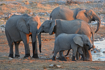 Afrikanische Elefanten (loxodonta africana) am Wasserloch im Etosha Nationalpark in Namibia