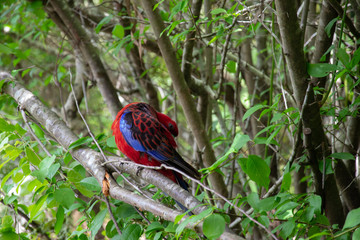 Crimson Rosella on branch