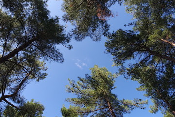 tree nature forest 