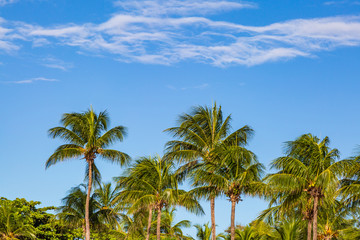 Fototapeta na wymiar Coconut palm trees against a blue sky, on the caribbean island of Barbados