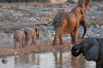 Afrikanische Elefanten (loxodonta africana) am Wasserloch im Etosha Nationalpark in Namibia