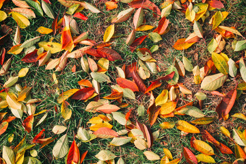 Fall colors. Background from colorful leaves of cherry on green grass
