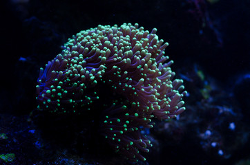 Naklejka na ściany i meble Sea anemone in a dark blue water of aquarium. Marine life background.