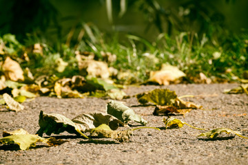 First autumn leaves fell on the asphalt