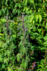 Motherwort. Green leaves, flowers and stems of motherwort (Leonurus cardiaca)