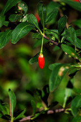 One ripe goji berry is hanging on a branch (Lycium barbarum)