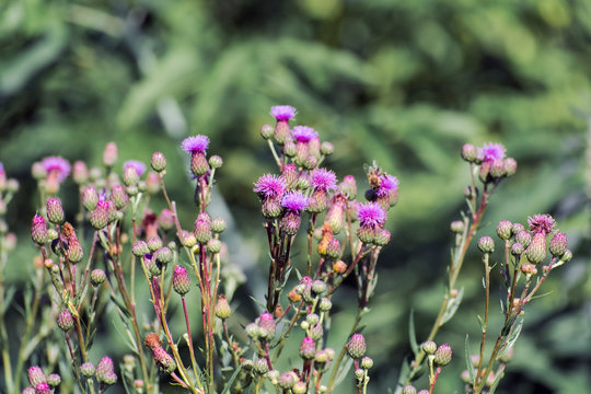Purple flowers of creeping thistle (Cirsium arvense)