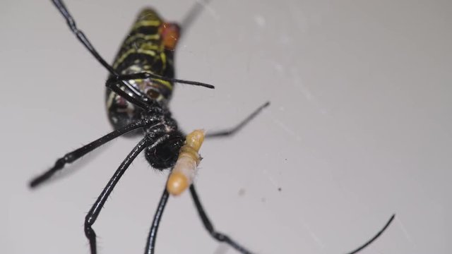 golden silk orb-weaver Nephila spider eats its prey