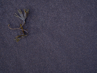Icelandic vulcanic  black sand background with a seaweed  on it