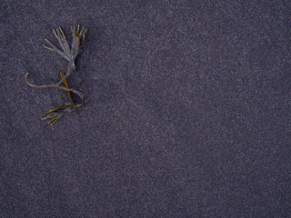Icelandic vulcanic  black sand background with a seaweed  on it