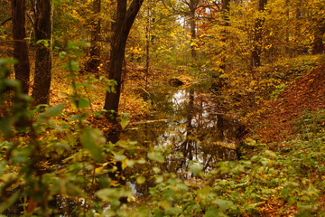 Hidden river through forest