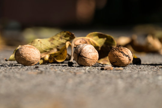 Several walnut lies on the ground among the fallen leaves