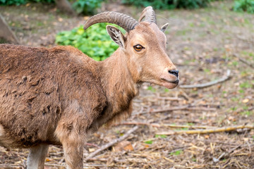 Portrait of a young male mouflon (Ovis orientalis musimon)