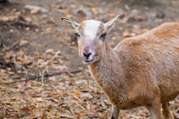 Portrait of a young mouflon ewe (Ovis orientalis musimon)