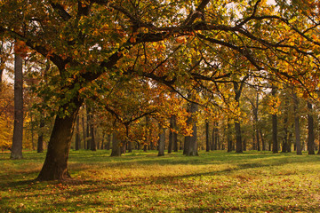 Autumn tree in deep sun
