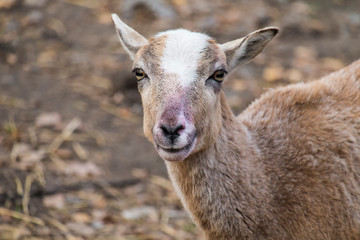 Portrait of a young mouflon ewe (Ovis orientalis musimon)