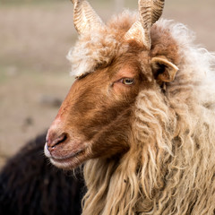 Fototapeta premium Portrait of Red Racka Sheep in semi-profile (Ovis aries strepsiceros hungaricus)