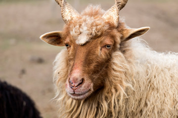 Obraz premium Red Hungarian Racka Sheep with helical helical horns (Ovis aries strepsiceros hungaricus)