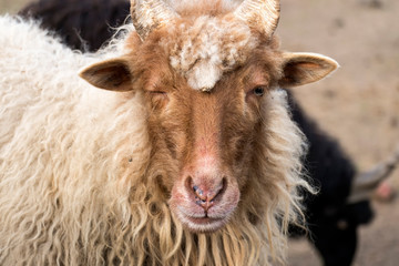 Red Racka Sheep narrowed her right eye (Ovis aries strepsiceros hungaricus)