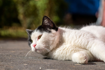 Black and white cat sunbathes in the sun