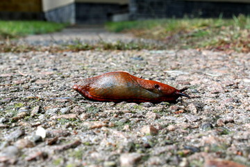 .koökopkqwsdjiasifjdsifs