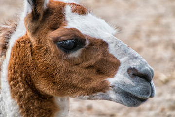 Closeup of an Llama's face (Lama glama) © Lastovetskiy