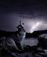 Fototapeta premium ciemna noc w burzy wilk śpiewa swoją piosenkę