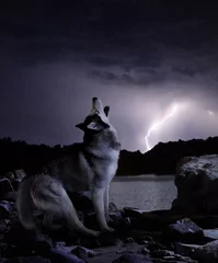 Papier Peint photo Loup une nuit noire dans un orage le loup chante sa chanson