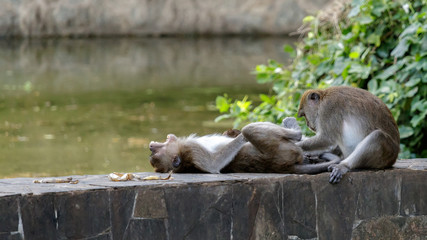 Screaming macaque in a park in Thailand being examed by a second