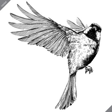 artwork #art #bird #sparrow #doodle #drawing #pencil #pencildrawing #sketch  #wing | Bird drawings, Flying bird drawing, Bird artwork