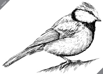 black and white engrave isolated tit vector illustration