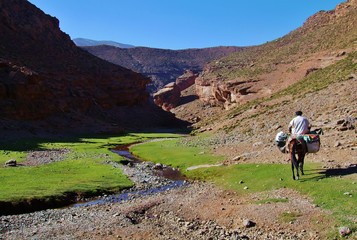 Berber riding a donkey as traditional transportation in the Atlas Mountains in Morocco carrying...