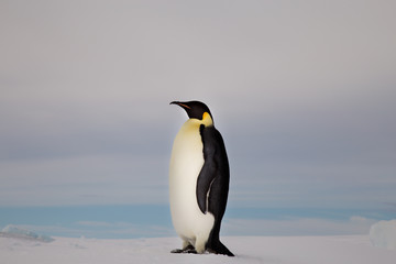 Fototapeta premium Emperor Penguin, Close up, Snow Hill Emperor Penguin Colony, Antarctica