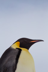 Fototapeta na wymiar Emperor Penguin, Close up, Snow Hill Emperor Penguin Colony, Antarctica