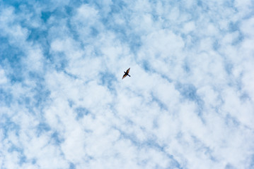 Gruccione in volo
