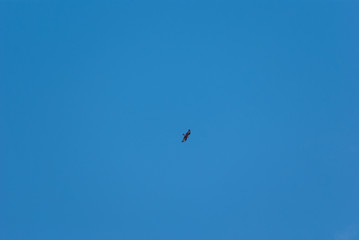 Falco nel cielo