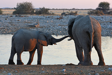 Baby-Elefant am Wasserloch Okaukuejo im Etosha Nationalpark in Namibia