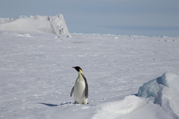 Obraz premium Snow Hill Emperor Penguin Colony, October 2018.